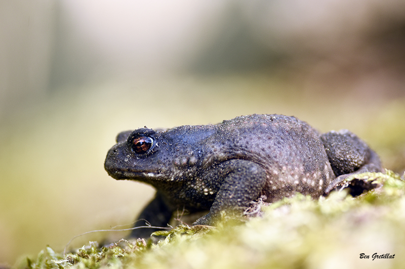 Photo Amphibiens Crapaud commun (Bufo bufo)