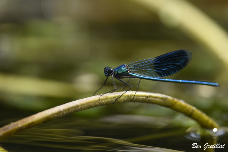 Photo Insectes Caloptéryx éclatant (Calopteryx splendens)