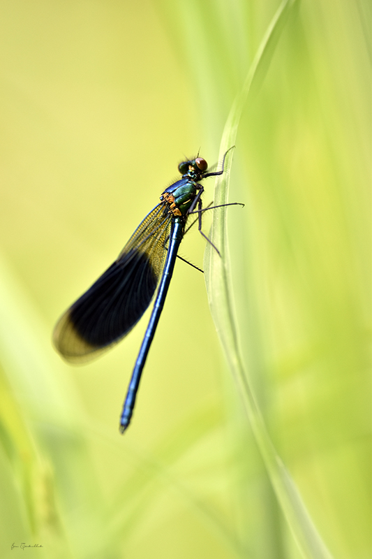 Photo Insectes Caloptéryx éclatant (Calopteryx splendens)