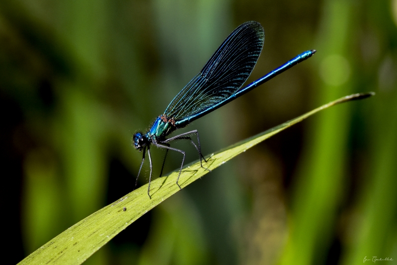 Photo Insectes Caloptéryx vierge méridional (Calopteryx virgo meridionalis)