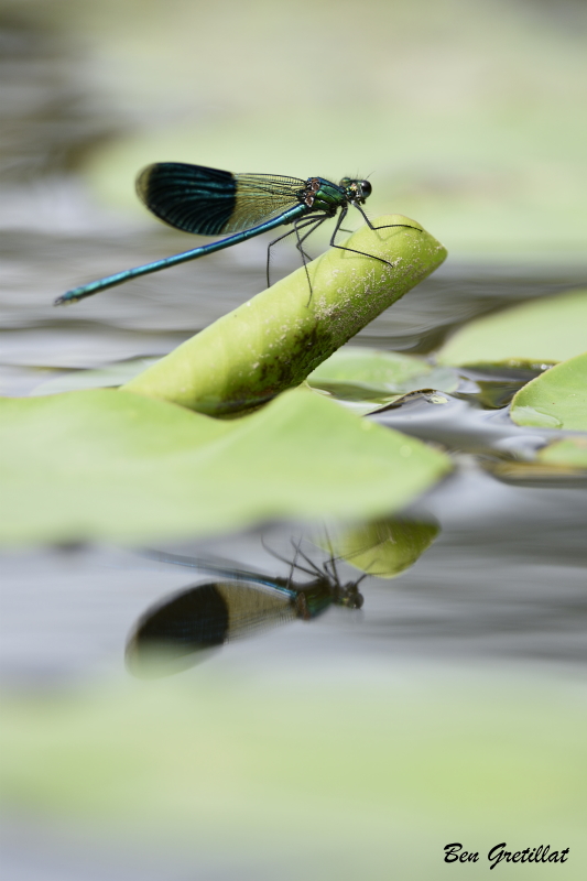Photo Insectes Caloptéryx éclatant (Calopteryx splendens)
