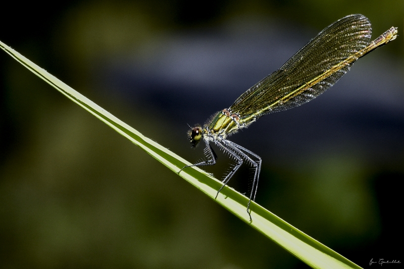 Photo Insectes Caloptéryx vierge méridional (Calopteryx virgo meridionalis)