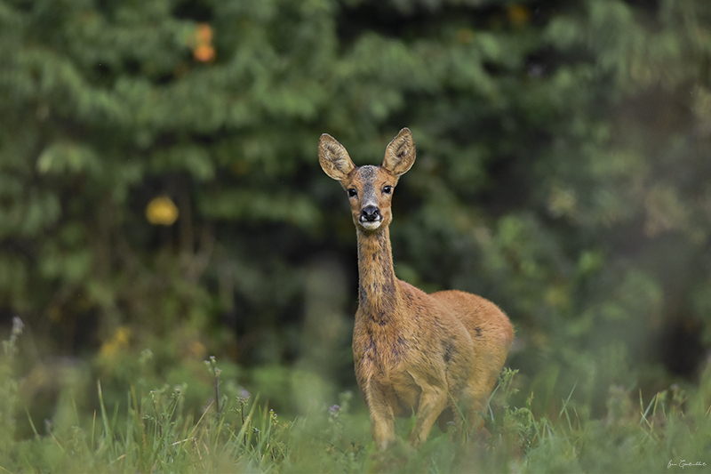 Photo Mammifères Chevreuil (Capreolus capreolus)
