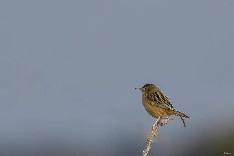 Photo Oiseaux Cisticole des joncs (Cisticola juncidis)