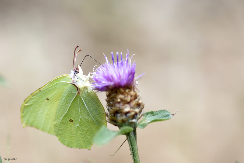 Photo Insectes Citron (Gonepteryx rhamni)