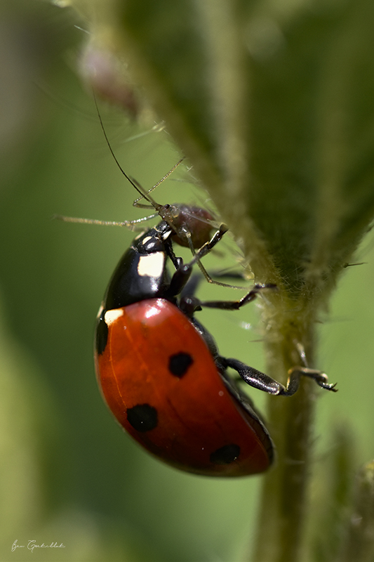 Photo Insectes Coccinelle à 7 points (Coccinella septempunctata)