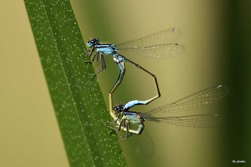 Photo Insectes Agrion élégant (Ischnura elegans)