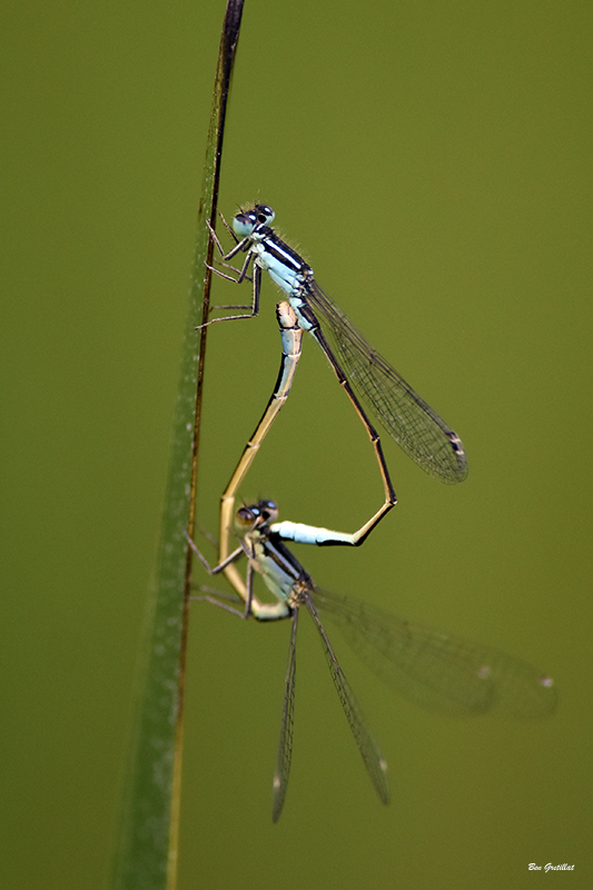 Photo Insectes Agrion élégant (Ischnura elegans)