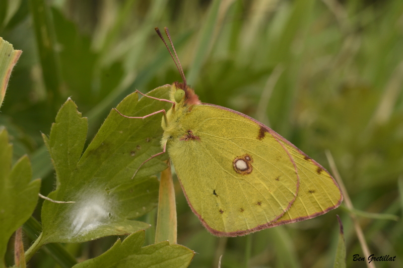 Photo Insectes Colias sp.