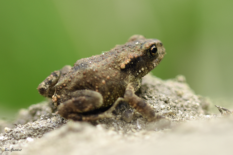 Photo Amphibiens Crapaud commun (Bufo bufo)