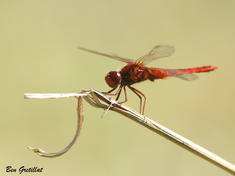 Photo Insectes Crocothémis écarlate (Crocothemis erythraea)
