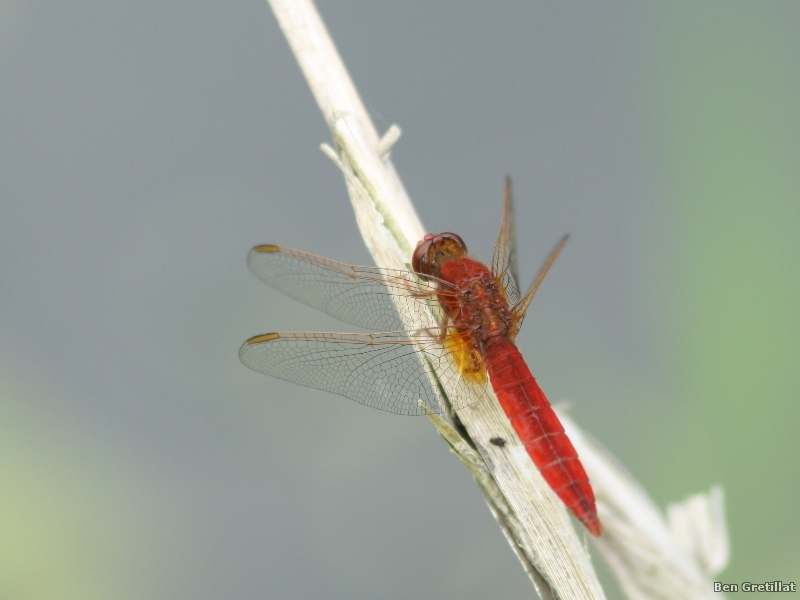 Photo Insectes Crocothémis écarlate (Crocothemis erythraea)