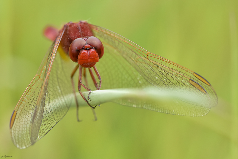 Photo Insectes Crocothémis écarlate (Crocothemis erythraea)