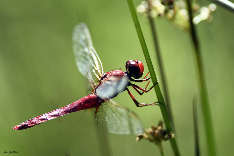 Photo Insectes Crocothémis écarlate (Crocothemis erythraea)