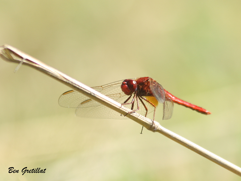 Photo Insectes Crocothémis écarlate (Crocothemis erythraea)