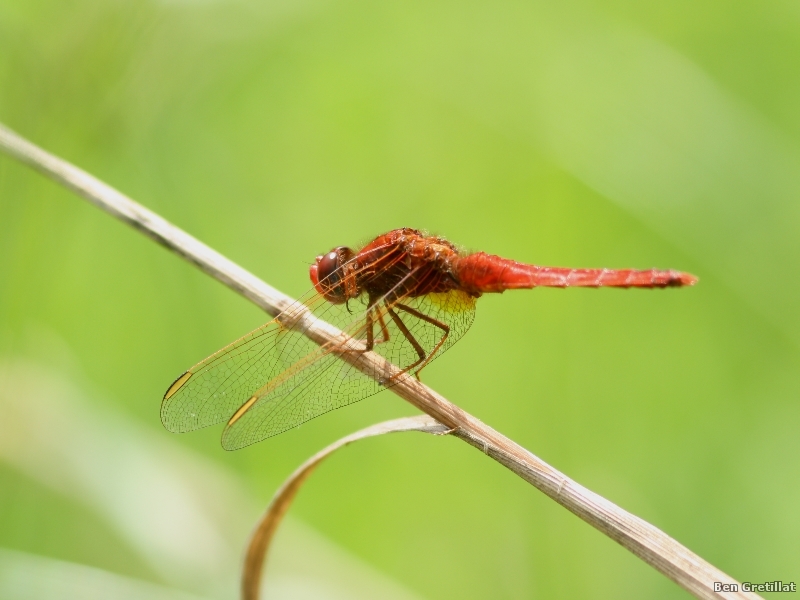 Photo Insectes Crocothémis écarlate (Crocothemis erythraea)