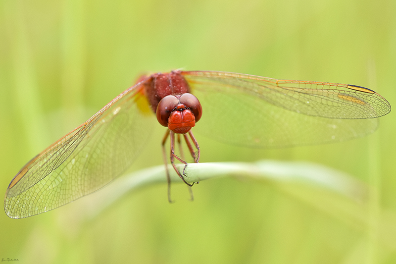 Photo Insectes Crocothémis écarlate (Crocothemis erythraea)