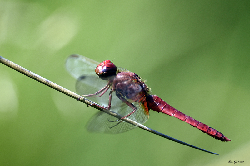 Photo Insectes Crocothémis écarlate (Crocothemis erythraea)
