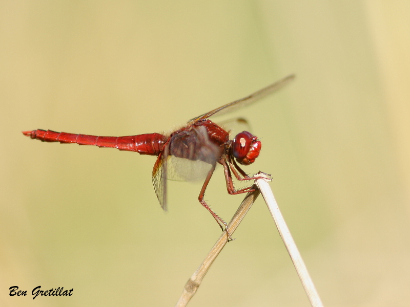 Photo Insectes Crocothémis écarlate (Crocothemis erythraea)