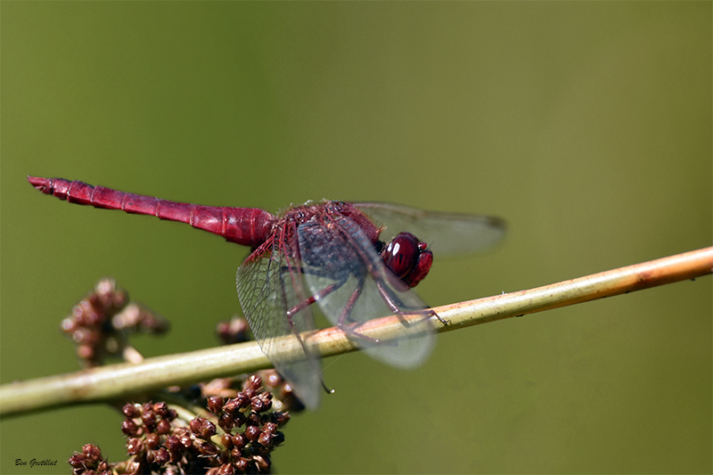 Photo Insectes Crocothémis écarlate (Crocothemis erythraea)