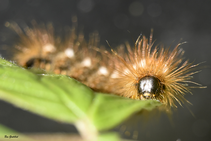 Photo Insectes Cul-brun (Euproctis chrysorrhoea)