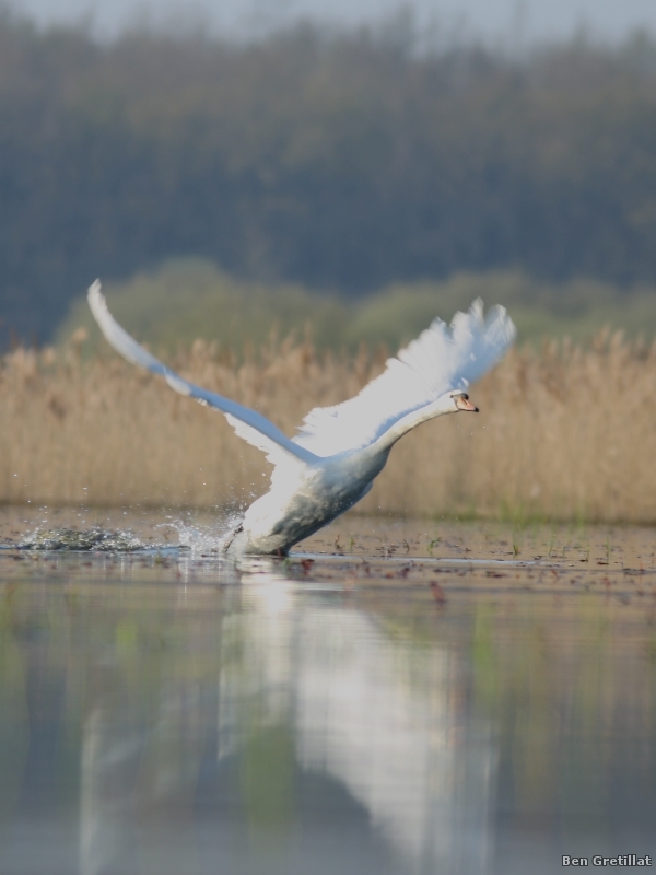 Photo Oiseaux Cygne tuberculé (Cygnus olor)
