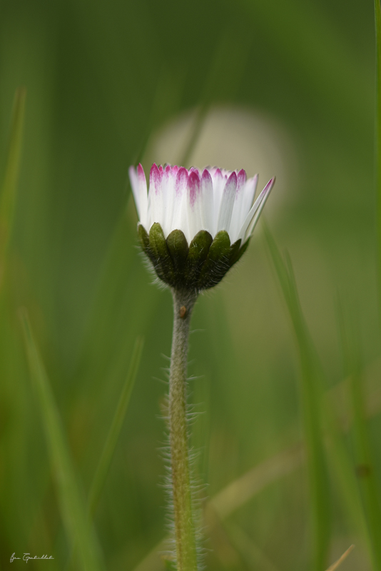 Photo Flore Pâquerette (Bellis perennis)