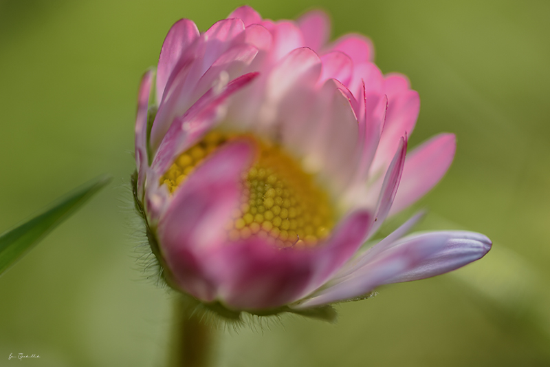 Photo Flore Pâquerette (Bellis perennis)