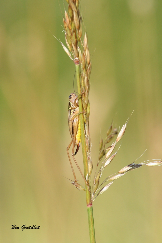 Photo Insectes Decticelle bariolée (Roeseliana roeselii)