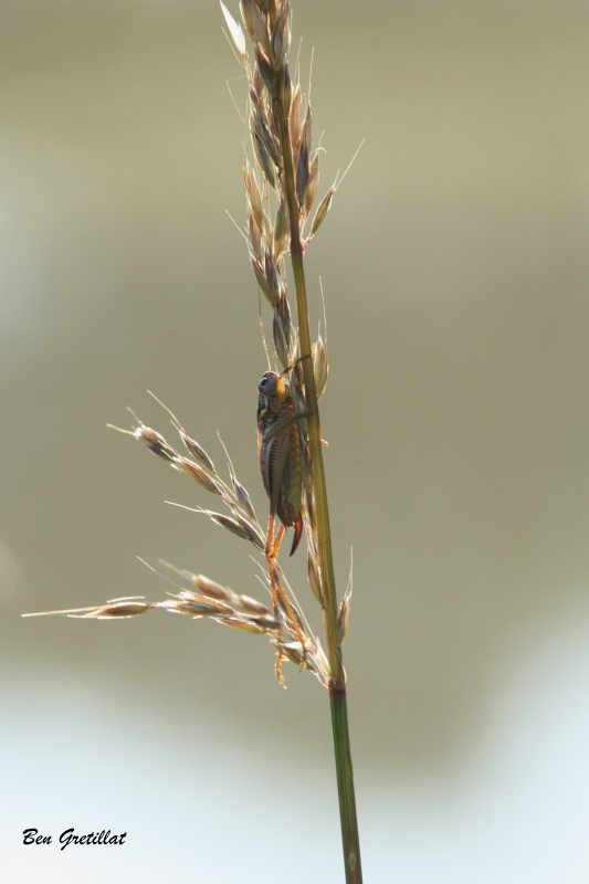 Photo Insectes Decticelle bariolée (Roeseliana roeselii)