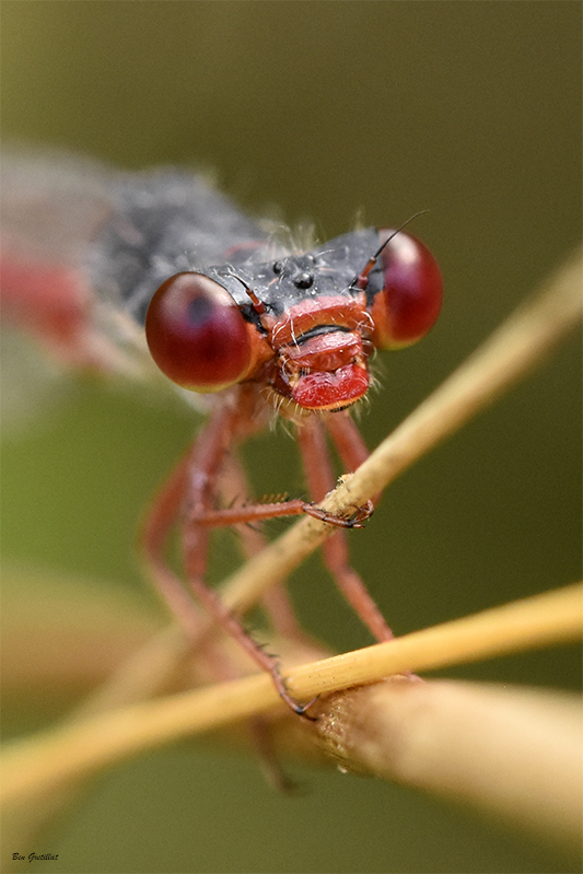 Photo Insectes Agrion délicat (Ceriagrion tenellum)