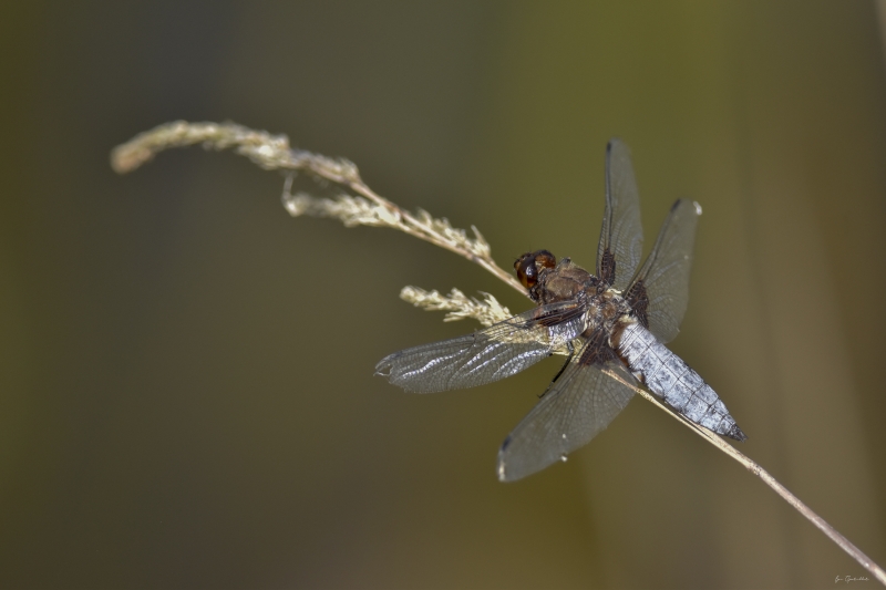 Photo Insectes Libellule déprimée (Libellula depressa)