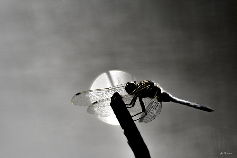 Photo Insectes Libellule déprimée (Libellula depressa)