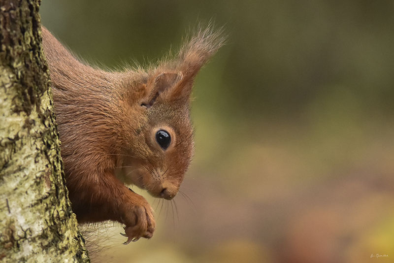 Photo Mammifères Ecureuil roux (Sciurus vulgaris)