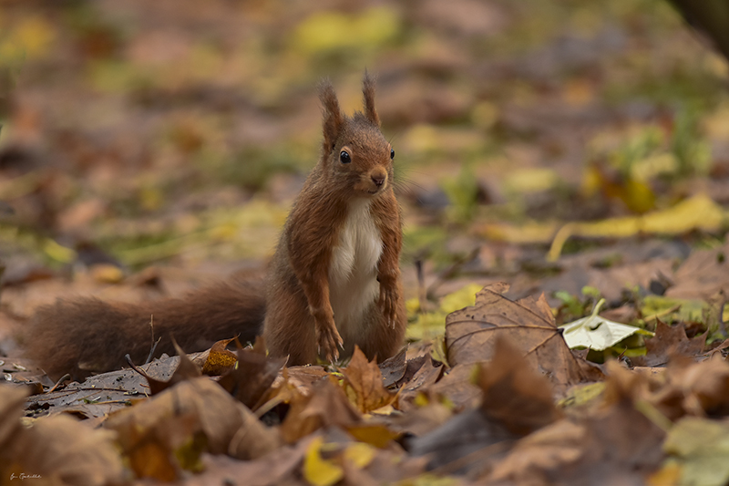 Photo Mammifères Ecureuil roux (Sciurus vulgaris)