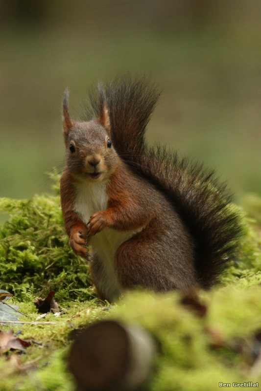 Photo Mammifères Ecureuil roux (Sciurus vulgaris)