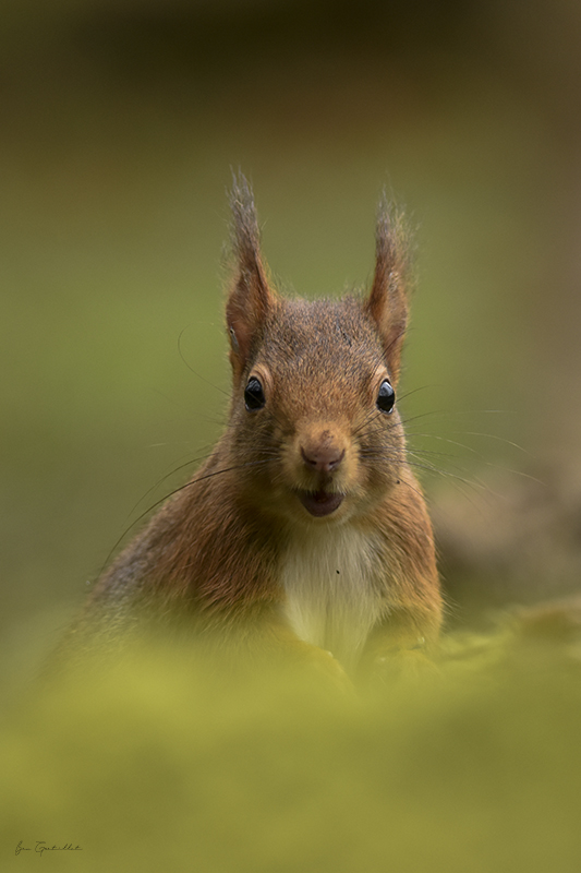 Photo Mammifères Ecureuil roux (Sciurus vulgaris)