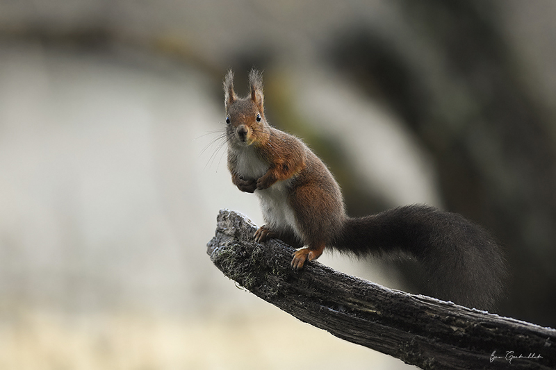 Photo Mammifères Ecureuil roux (Sciurus vulgaris)
