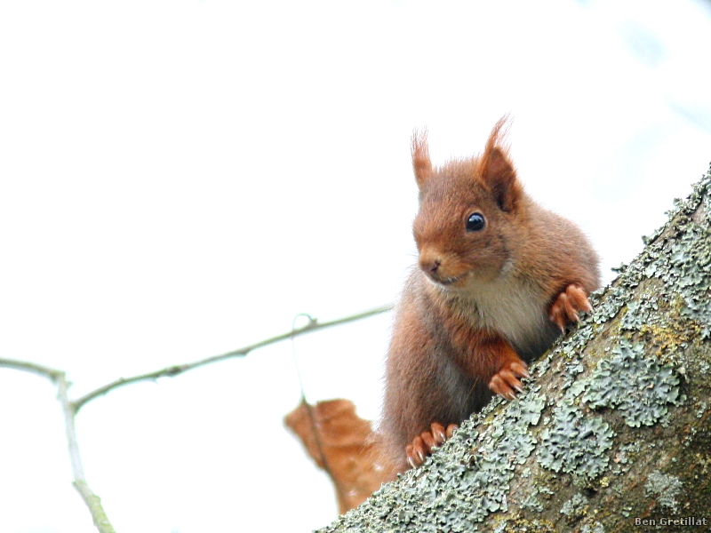 Photo Mammifères Ecureuil roux (Sciurus vulgaris)
