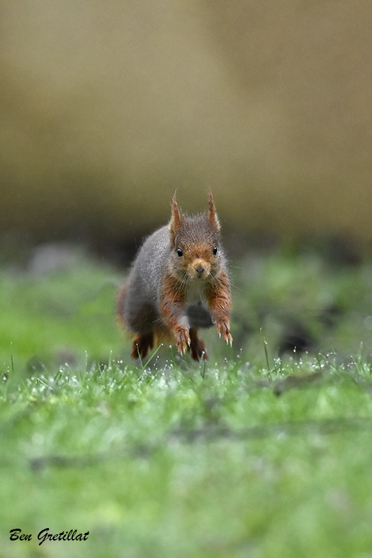 Photo Mammifères Ecureuil roux (Sciurus vulgaris)