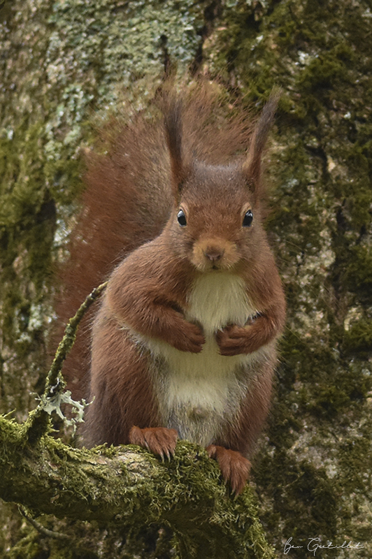 Photo Mammifères Ecureuil roux (Sciurus vulgaris)