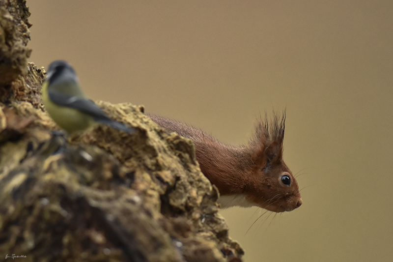 Photo Mammifères Ecureuil roux (Sciurus vulgaris)