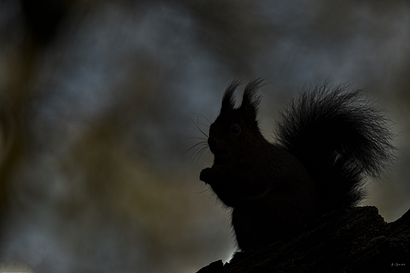 Photo Mammifères Ecureuil roux (Sciurus vulgaris)