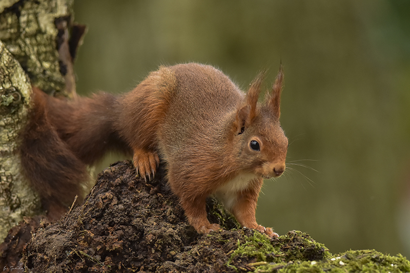 ecureuil5-2.jpg Ecureuil roux (Sciurus vulgaris)