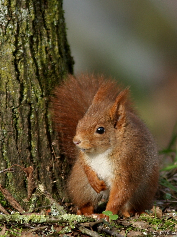Photo Mammifères Ecureuil roux (Sciurus vulgaris)