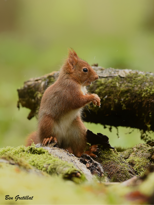 Photo Mammifères Ecureuil roux (Sciurus vulgaris)