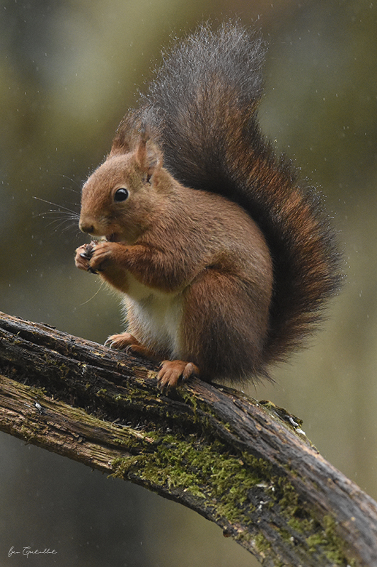 Photo Mammifères Ecureuil roux (Sciurus vulgaris)