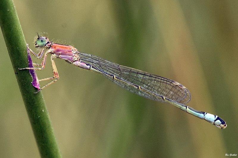 Photo Insectes Agrion élégant (Ischnura elegans)