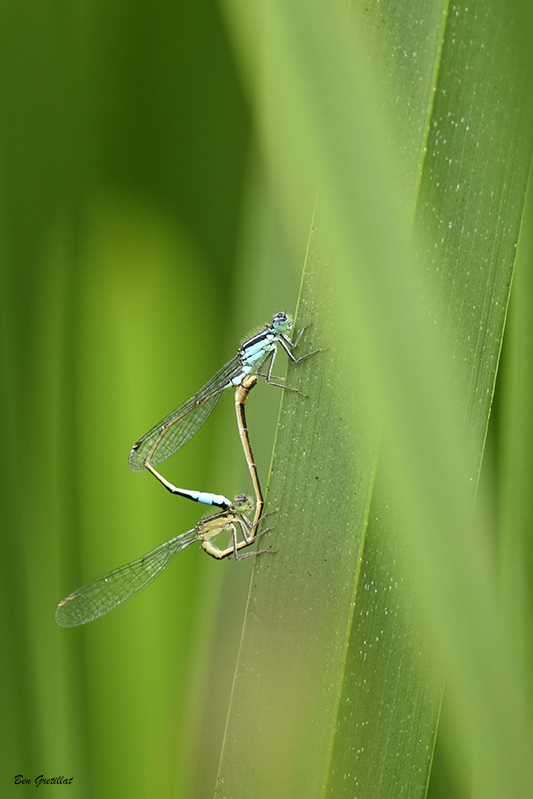 Photo Insectes Agrion élégant (Ischnura elegans)