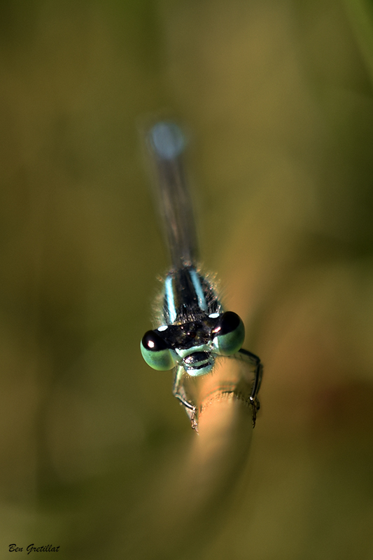 Photo Insectes Agrion élégant (Ischnura elegans)